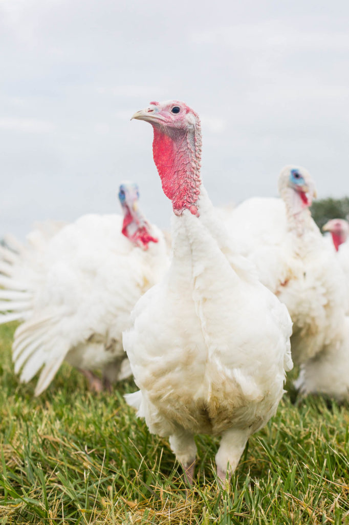 A non-GMO turkey for Thanksgiving is something to be thankful for