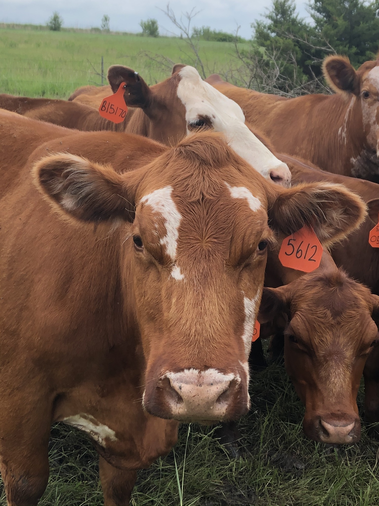 South Poll Cattle M.A.D. Farms Making A Difference!