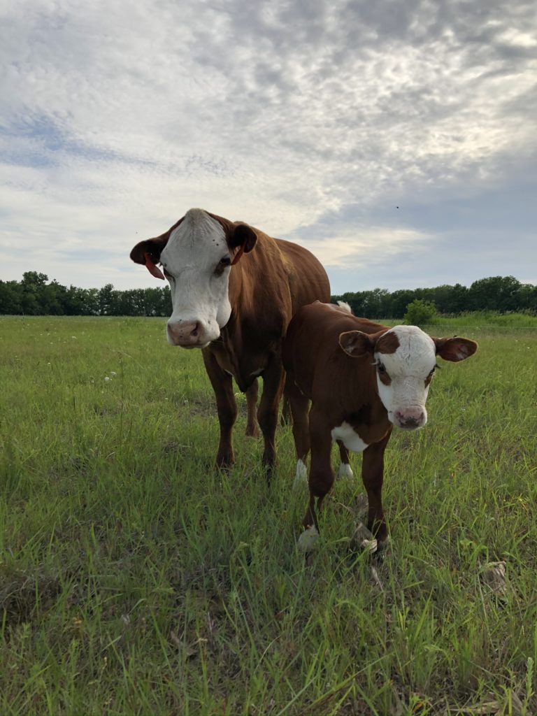 Our South Poll cattle, non-GMO pasture raised beef